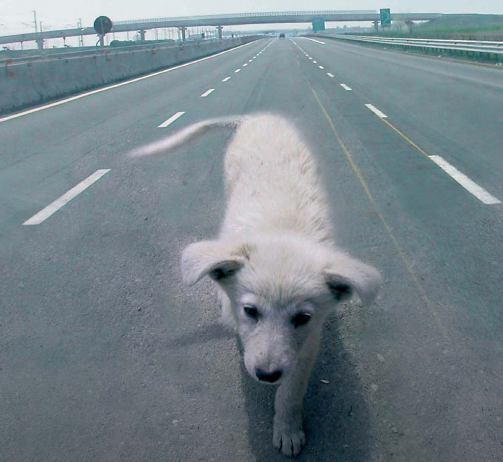 cane che attraversa autostrada - cutillo assicurazioni